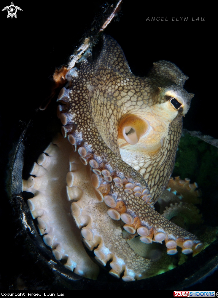 A Octopus