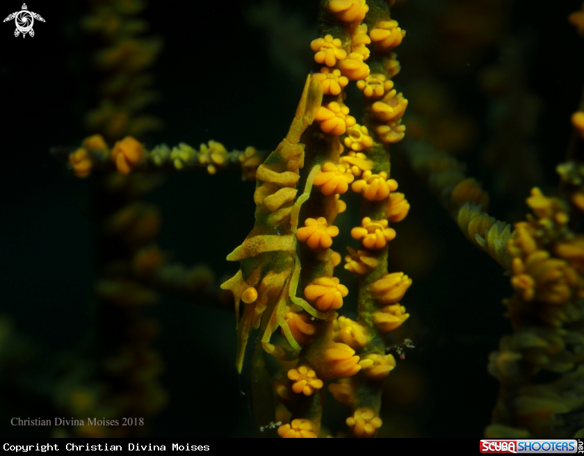 A Zanzibar Whip Coral Shrimp