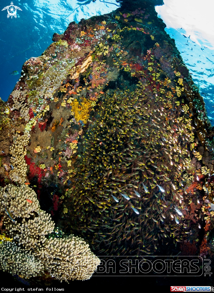 A  Japanese Wreck