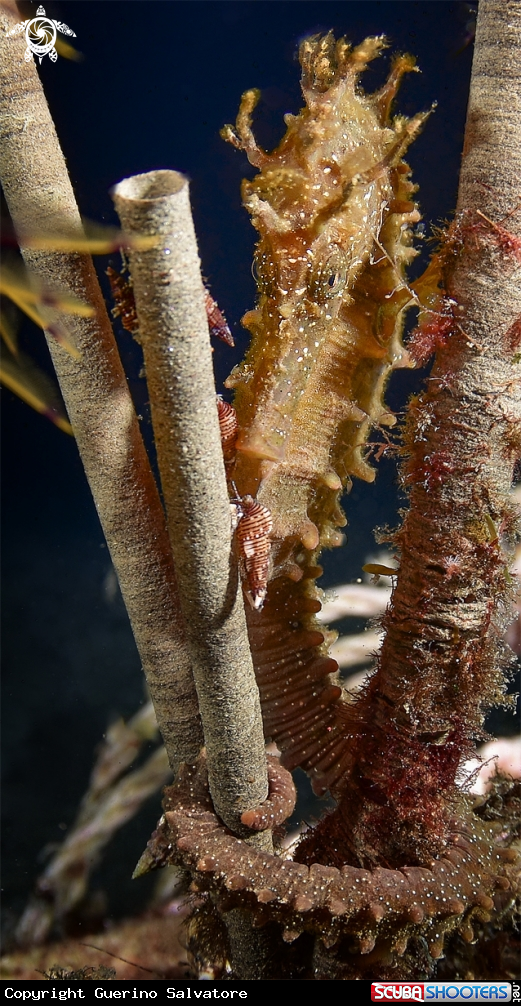A Hippocampus