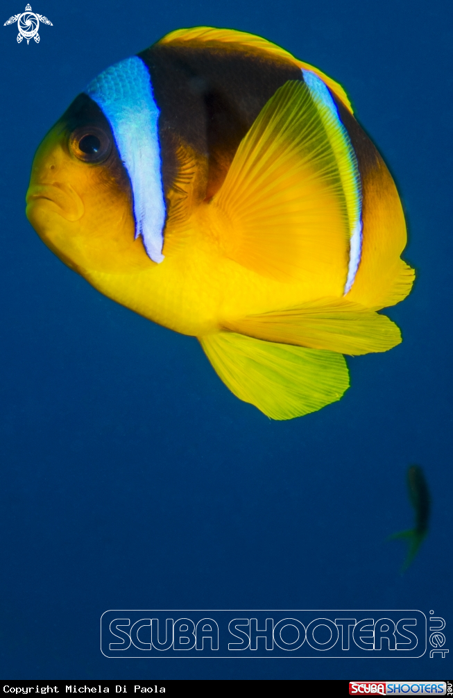 A Clownfish