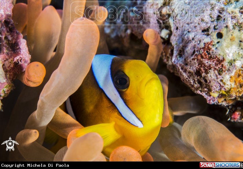 A Clownfish