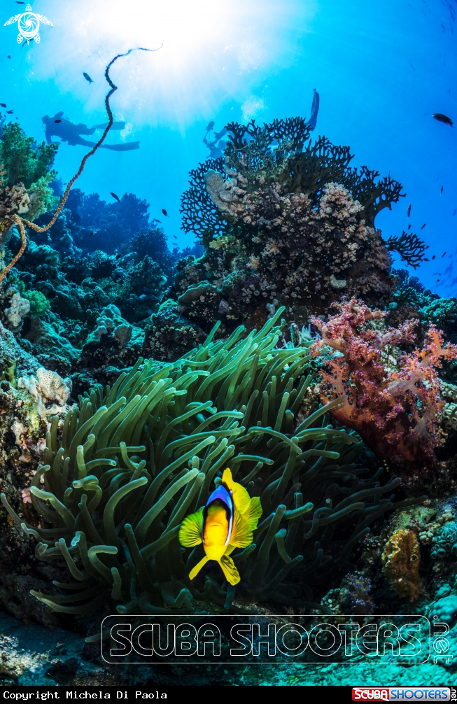 A Clownfish