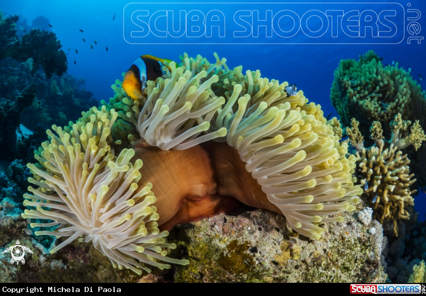A clownfish