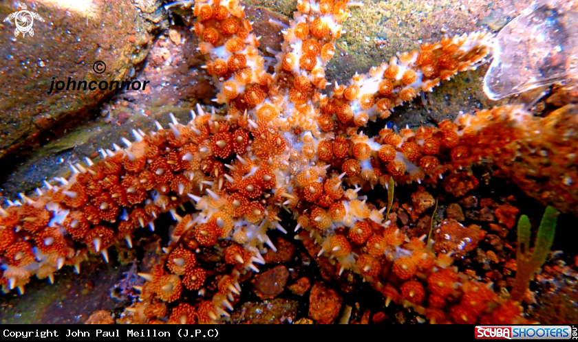 A sea star