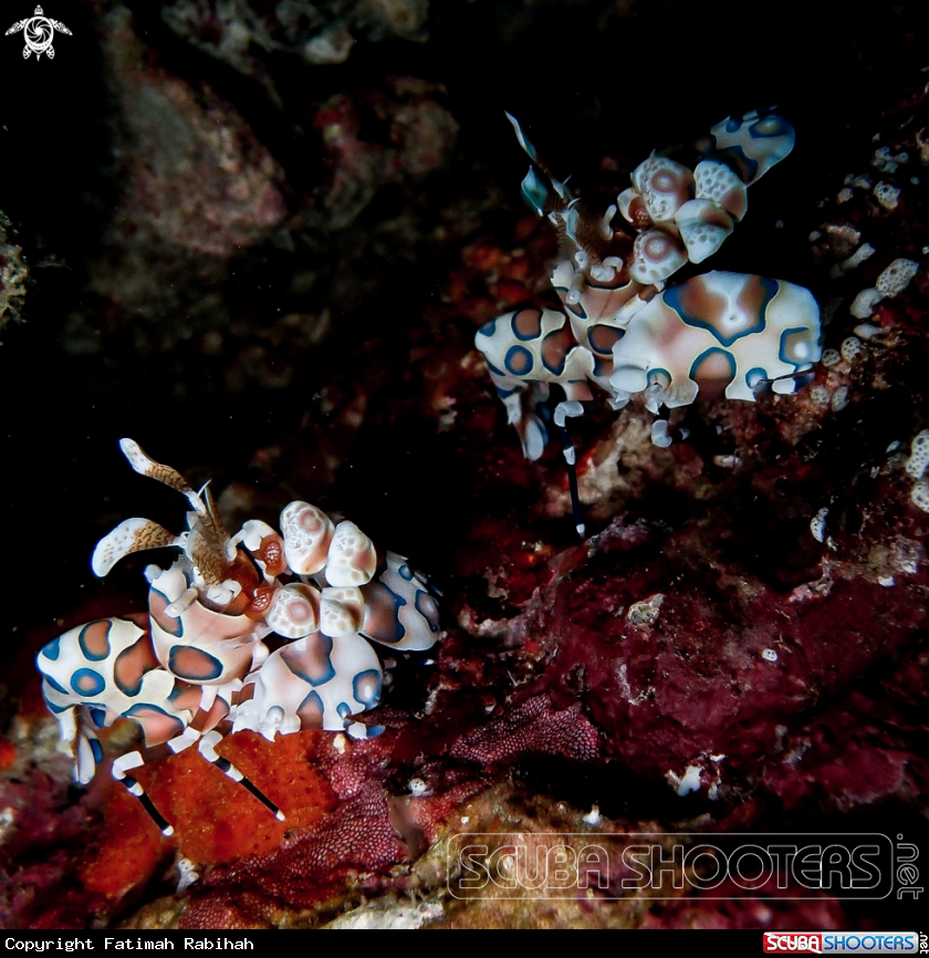 A Harlequin Shrimp