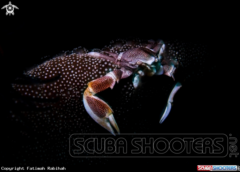 A Porcelain Crab