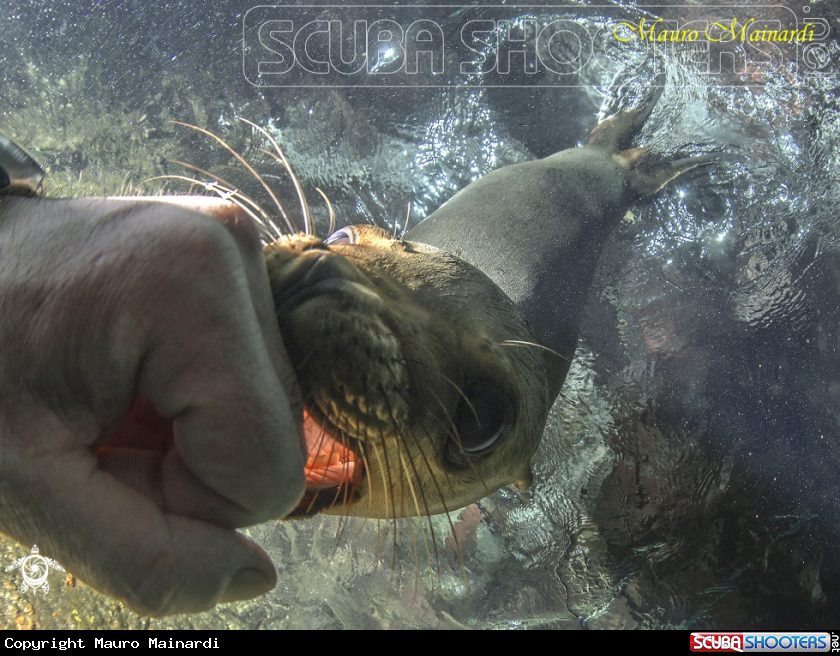 A Sealion