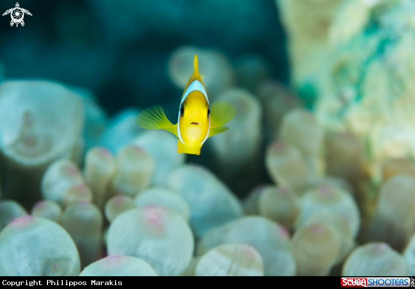 A Clown fish