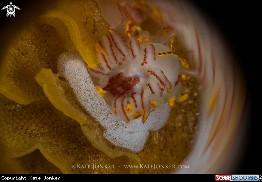 A Fiery Nudibranch