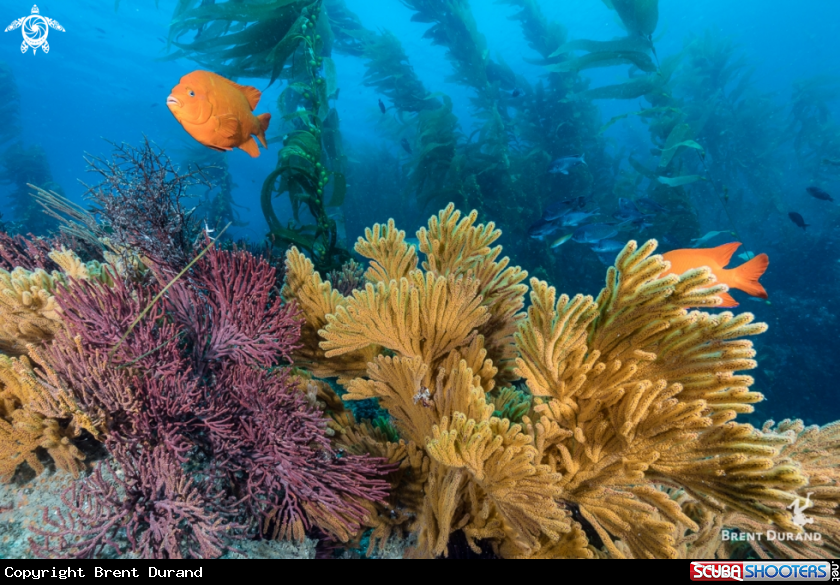 A California's Reefs