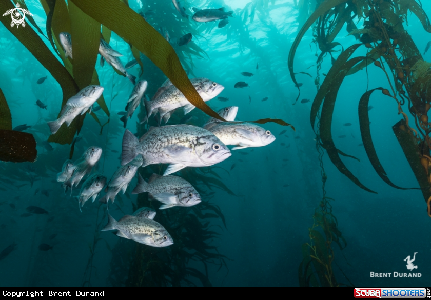 A Blue Rockfish