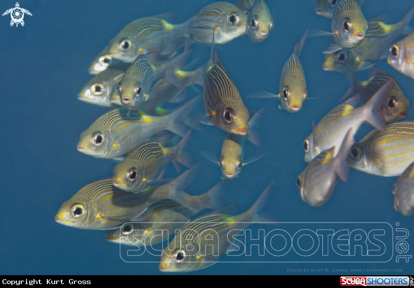 A Yellowstripe Monocle Bream