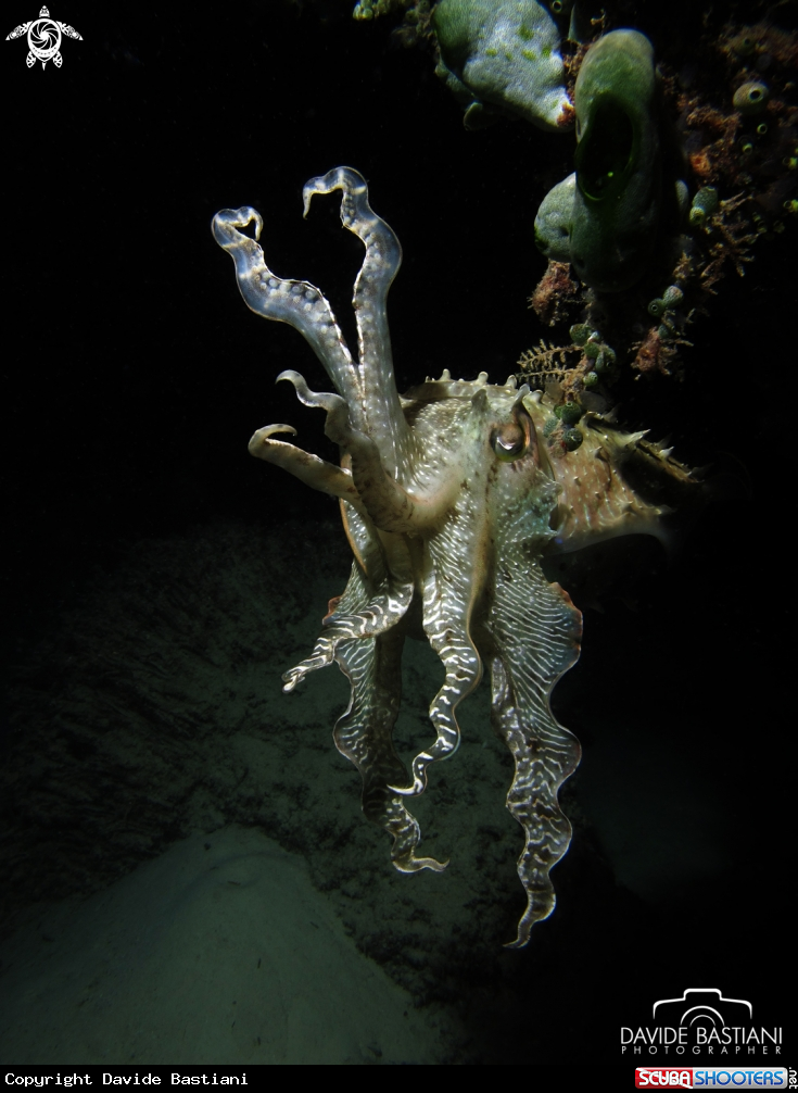A Giant Cuttlefish
