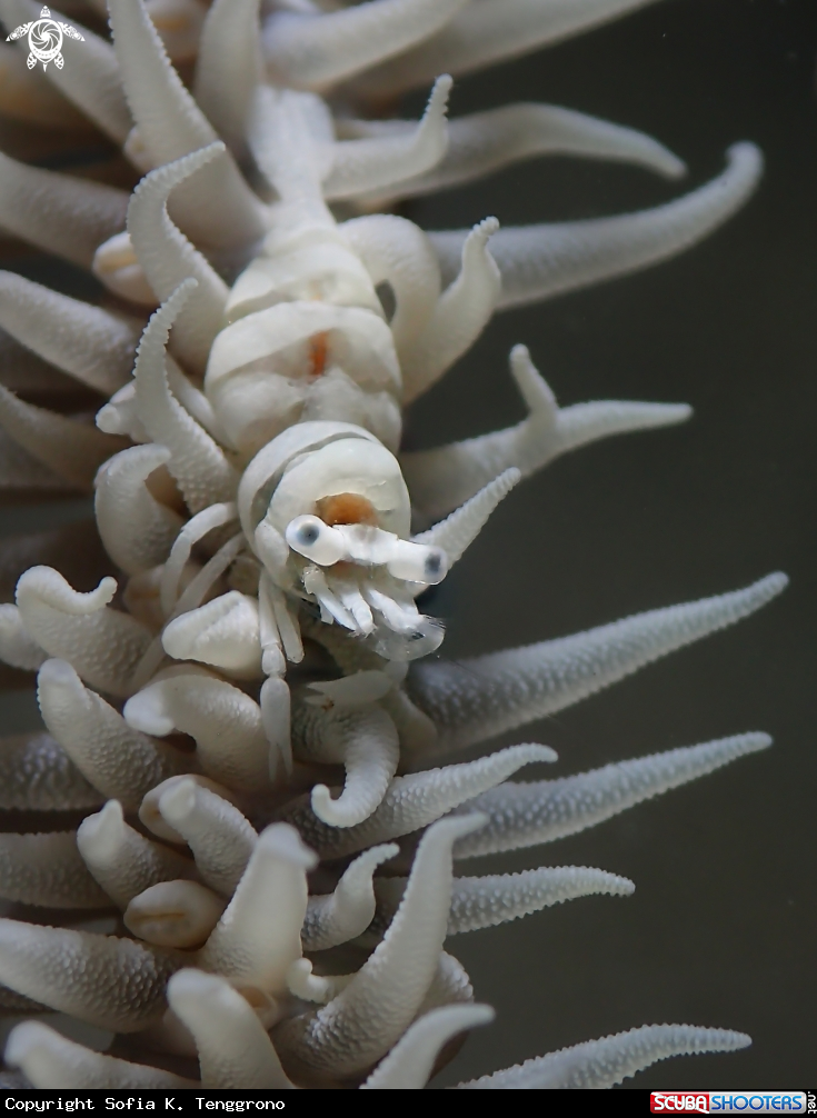 A Anker's Whip Coral Shrimp