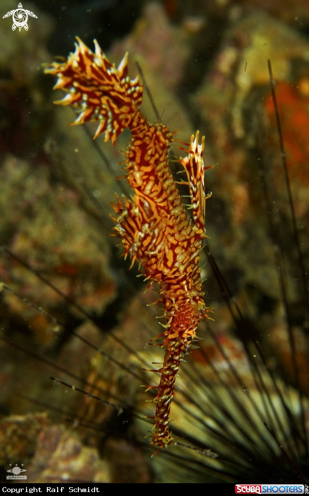 A fish