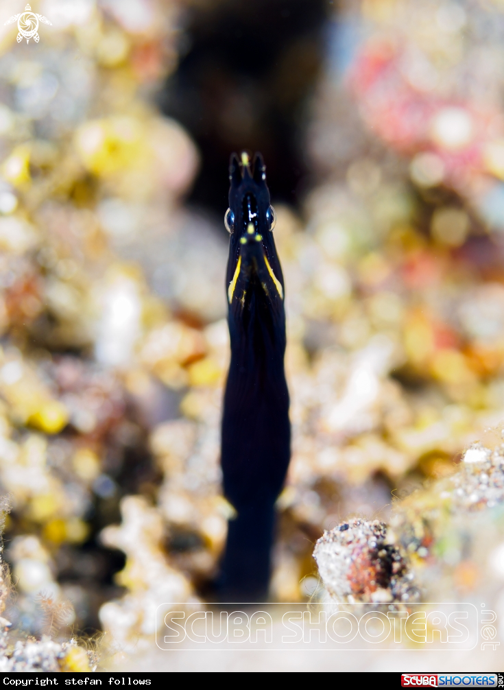 A Ribbon Eel