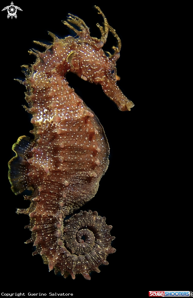 A Hippocampus