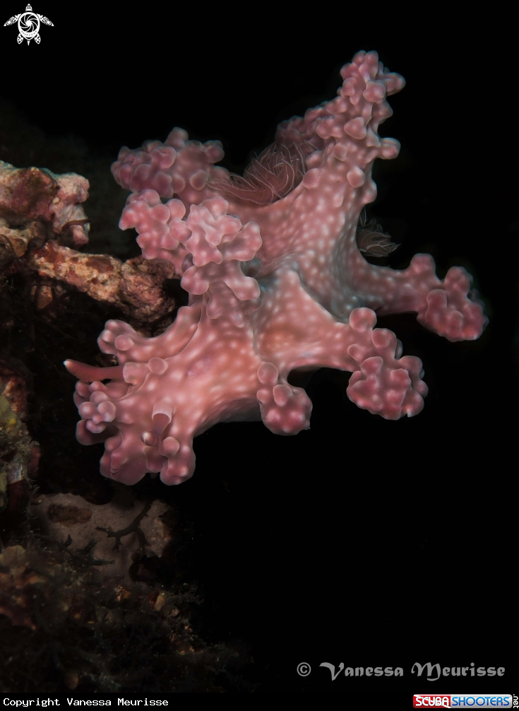 A Cératosome d'Allen