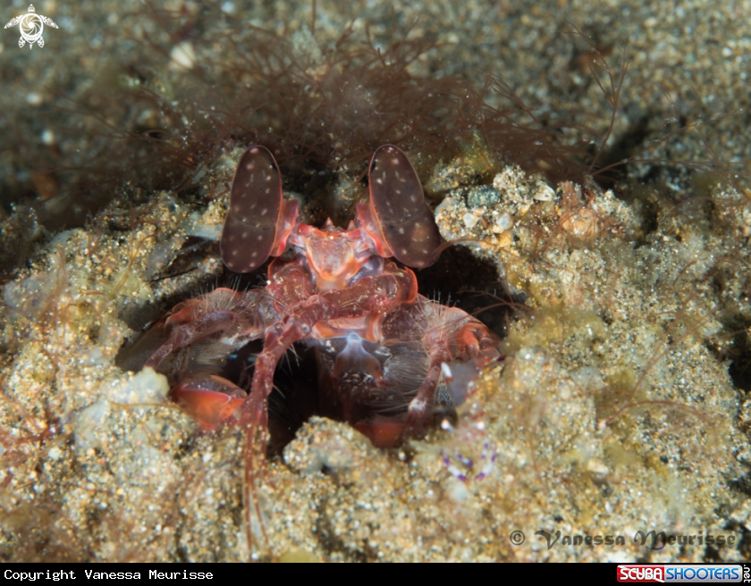 A Peacock Mantis Shrimp