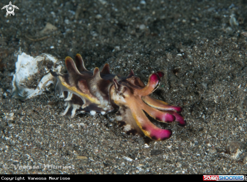 A Flamboyant Cuttlefish