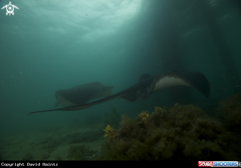 A Bull Rays