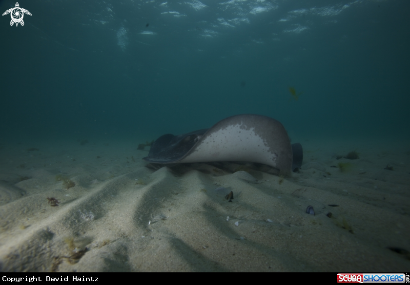A Bull Rays