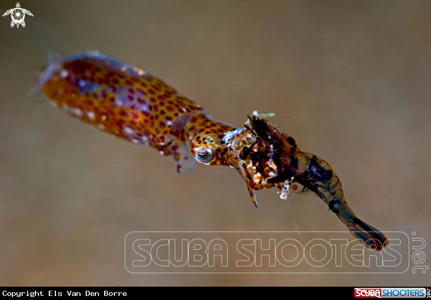 A Pygmee Squit