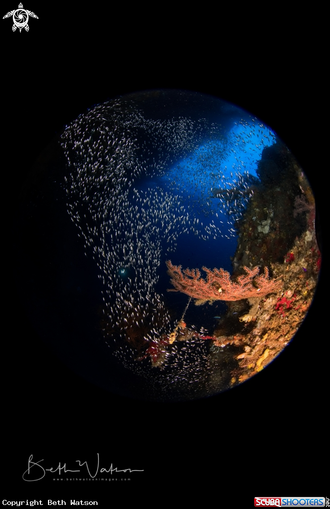 A Glassfish