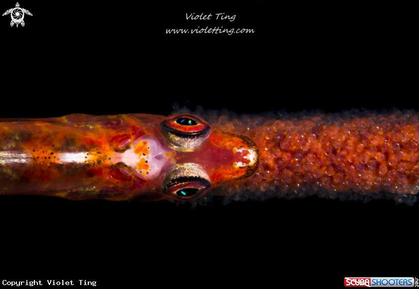 A Goby and Eggs 