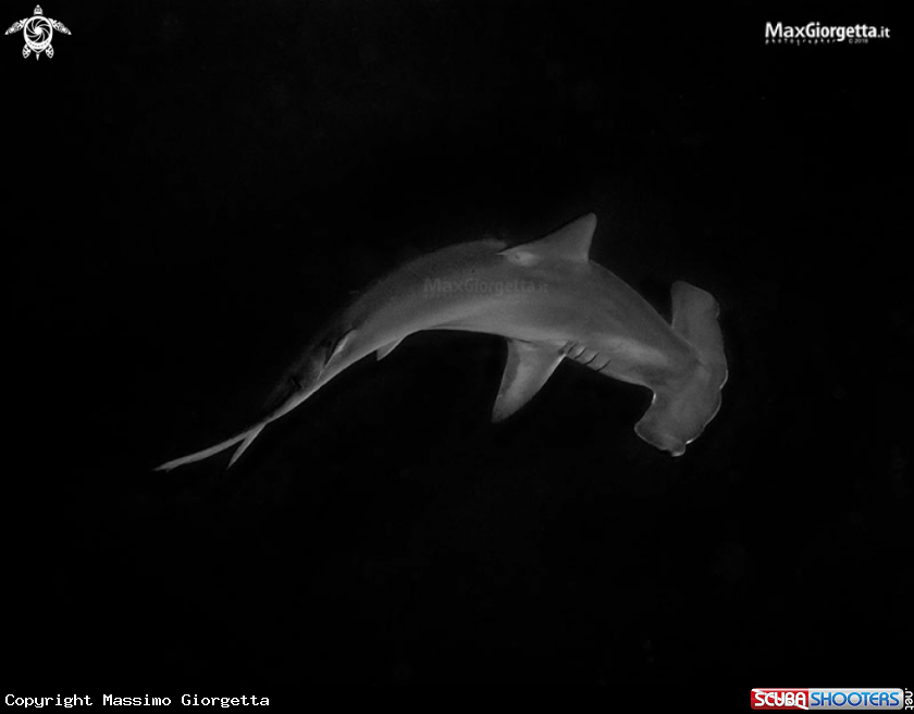 A hammer shark 