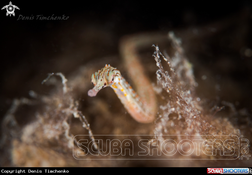 A PIPEFISH