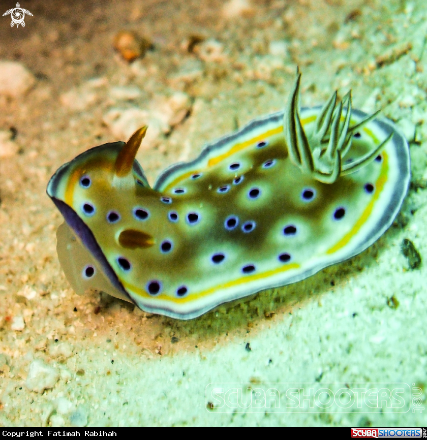 A Chromodoris Nudibranch