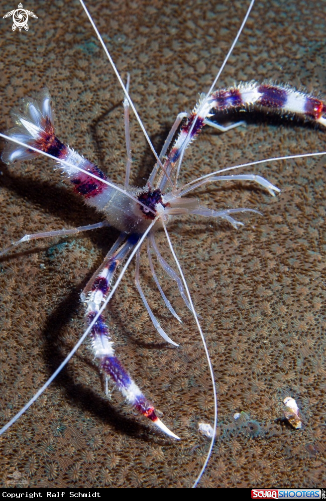 A Stenopus Hispidus
