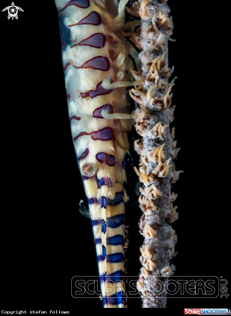 A Sawblade Shrimp