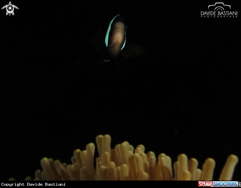 A Clown Fish