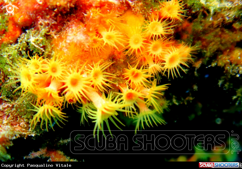 A Astroides