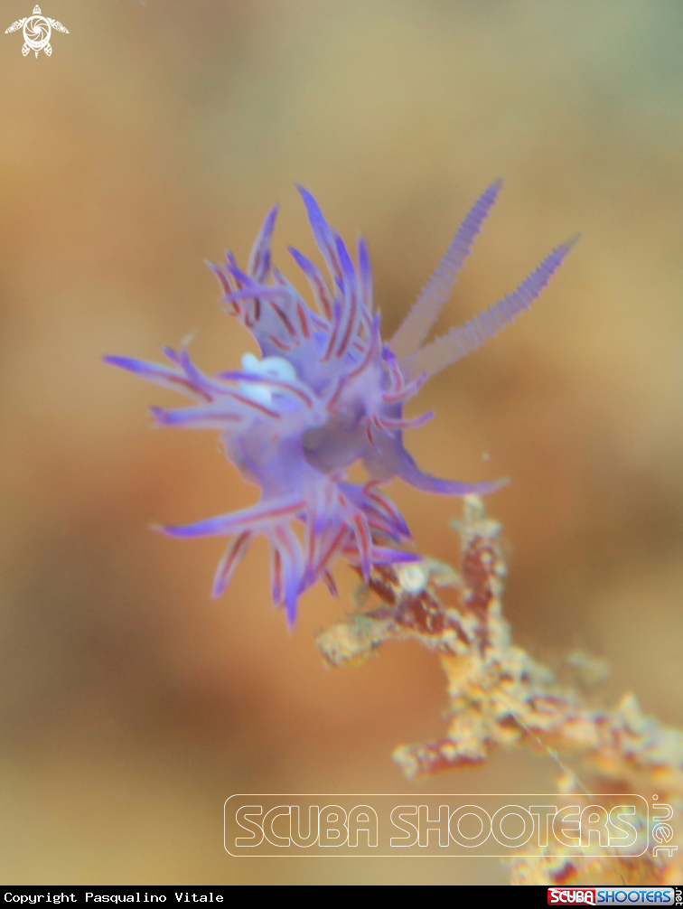 A Nudibranch 