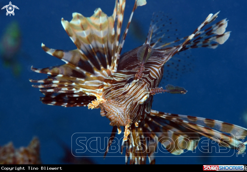 A Lionfish