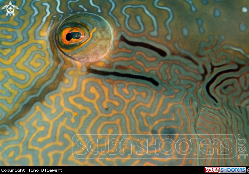 A Napoleon labyrinth