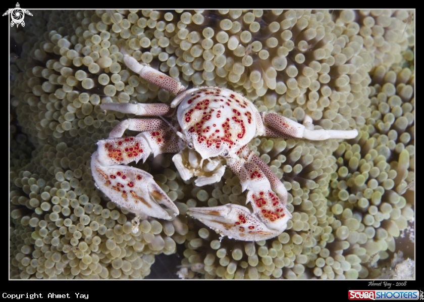 A Porcelain Crab