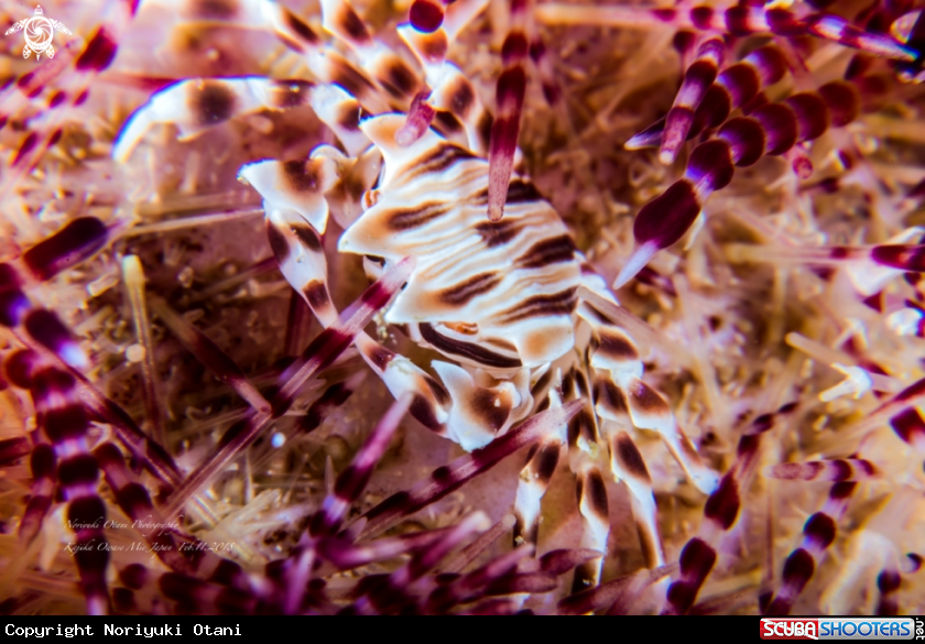 A urchin crab and venomous sea urchin