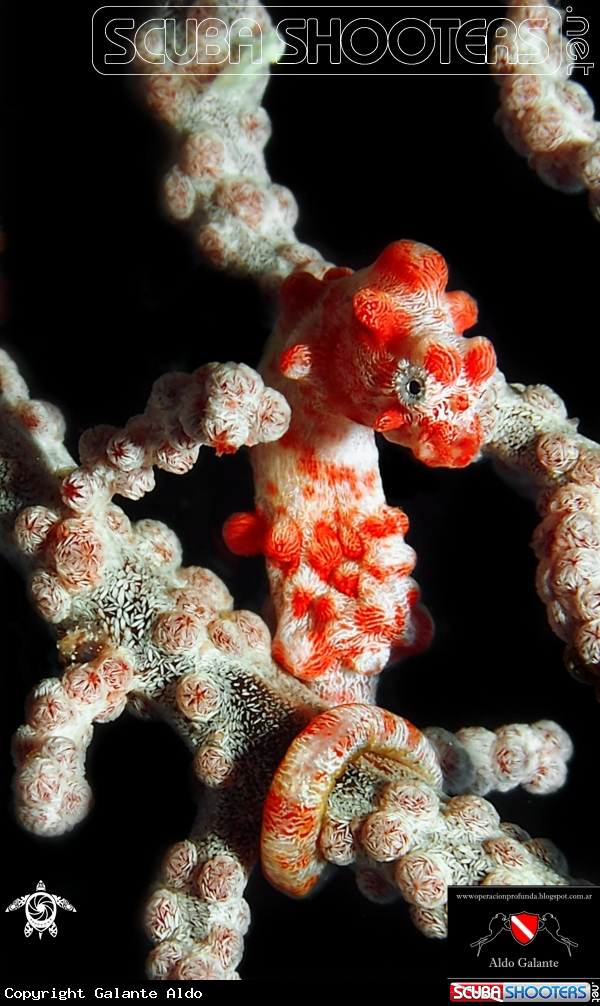 A Pigmy Seahorse
