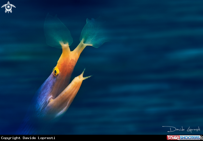 A Blue Ribbon Moray Eel