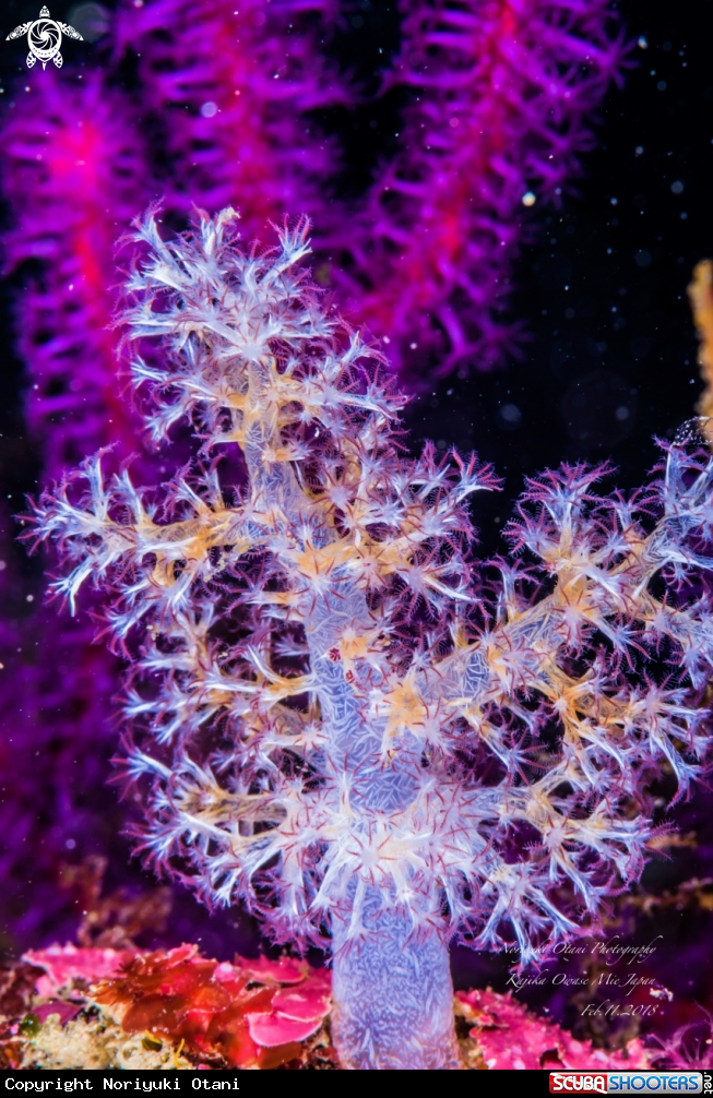 A Soft coral