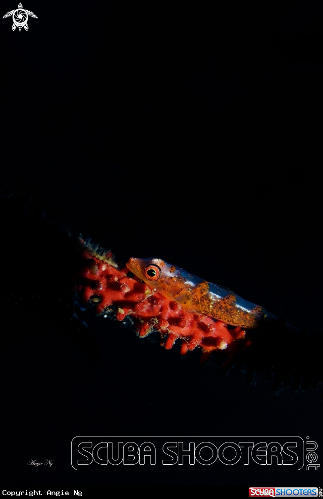A Yellow lip triplefin