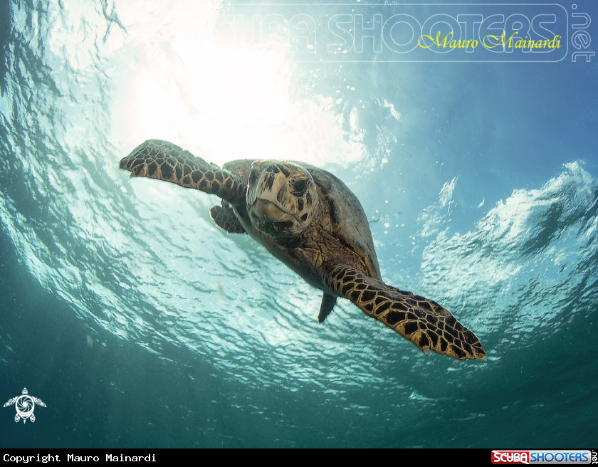 A Turtle