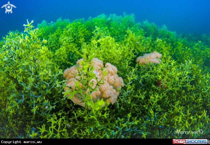 A Jellyfish