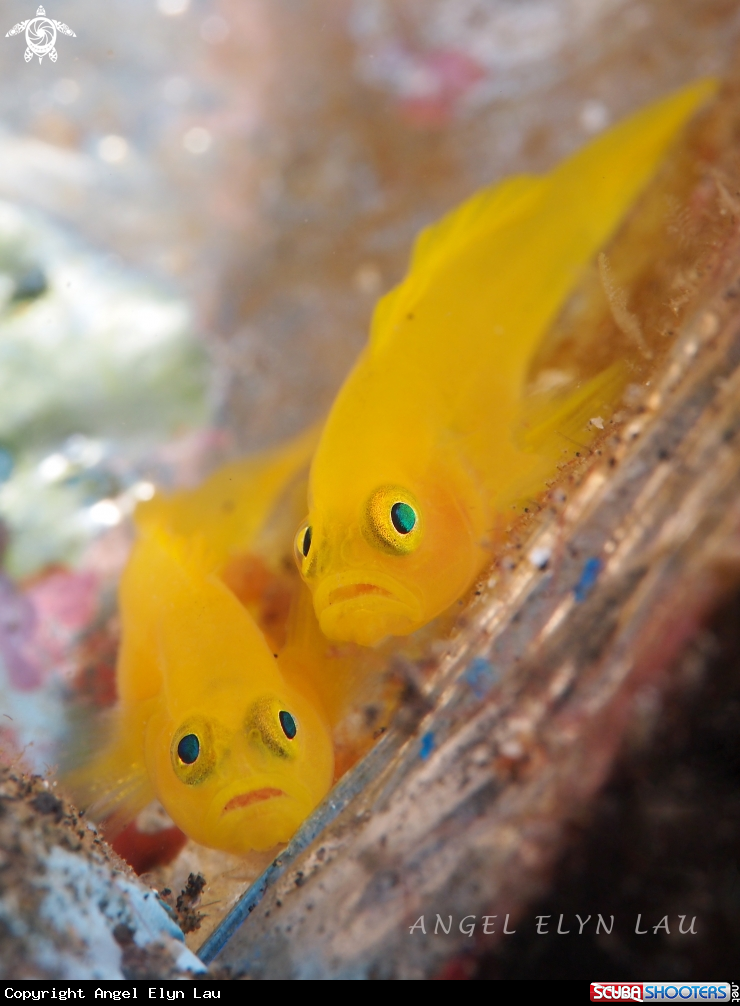 A Yellow Goby