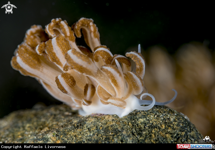 A soft coral nudibranch